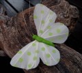 Veren vlinder wit met groene stip